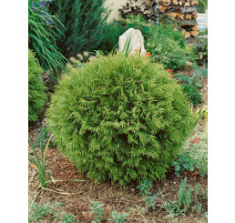Thuja occidentalis 'Danica' / Zerav západní kulovitá, 30-40 cm, C5