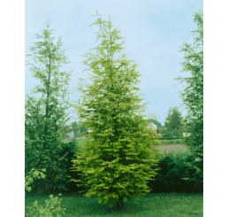Metasequoia glyptostroboides / Metasekvoje čínská, 60-80 cm, C3