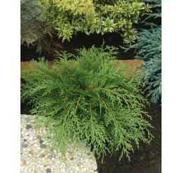 Microbiota decussata / Mikrobiota křížolistá, 25 - 30 cm, C2