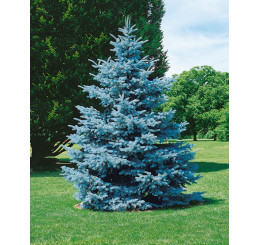 Picea pungens ´Hoopsii´ / Smrk pichlavý, 80/+ cm, KB