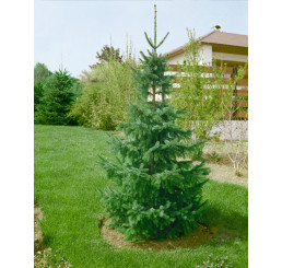 Picea omorika / Smrk omorika, 20 - 30 cm, K9