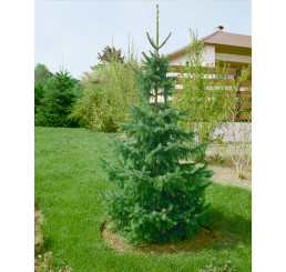 Picea omorika / Smrk omorika, 30-40 cm, C2