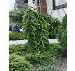 Picea abies ´Inversa´ / Smrk ztepilý, 200-220 cm, C25