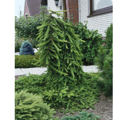 Picea abies ´Inversa´ / Smrk ztepilý, 150-175 cm, KB