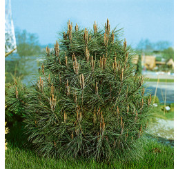 Pinus cembra / Borovice limba , 20-30 cm, C2
