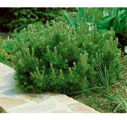 Pinus mugo ´Pumilio´ / Borovice kleč, 15-20 cm, K9