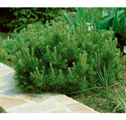 Pinus mugo ´Pumilio´ / Borovice kleč, 30-40 cm, C4
