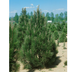 Pinus nigra 'Pyramidalis' / Borovice černá roubována, 125-150 cm, KB