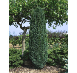 Taxus bacc. ´Fastigiata Robusta´ / Tis červený, 20-30 cm, C1