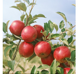 Malus domestica ´Jonathan´ / Jabloň zimní, M9
