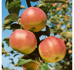 Malus domestica ´Ontario´ / Jabloň zimní, M9