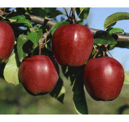 Malus domestica ´Gloster´ / Jabloň zimní, M9