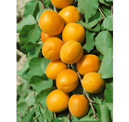 Prunus armeniaca ´Karola´ / Meruňka, myr.