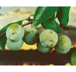 Prunus domestica ´Zelená´ / Ringlota, myr.