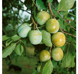 Prunus domestica ´Zelená´ / Ringlota, myr.