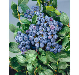 Vaccinium corymb. ´Bluecrop´ / Kanadská borůvka, 30-40 cm, K11