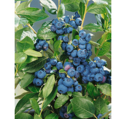 Vaccinium corymb. ´Sunshine Blue´ / Kanadská borůvka, 15-20 cm, K9