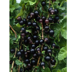Ribes x culverwellii / Josta, stromek, VK, 1 výh.