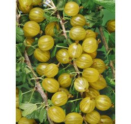 Ribes grossularia ´Invicta / Angrešt bílý rezistentní, ker, K9