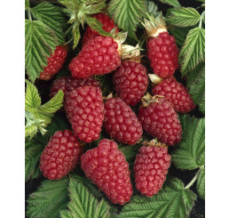 Rubus fruticosus ´Tayberry´ / Malinoostružina, K9