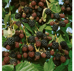 Rubus idaeus ´Bristol´ / Ostružiník maliník černý, 60/80, K12