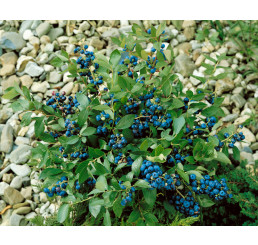 Vaccinium corymb. ´Elisabeth´ / Kanadská borůvka, 40-60 cm, C2