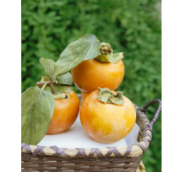 Diospyros kaki ´Ragno´ / Tomel japonský / Hurmi kaki, 150-180 cm, VK