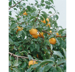 Diospyros kaki ´Vaniglia´ / Tomel japonský / Hurmi kaki, 120-150 cm, VK