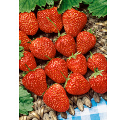 Fragaria ananassa ´Ostara´ (R) / Stáleplodící jahoda, bal. 6 ks, 6xK7