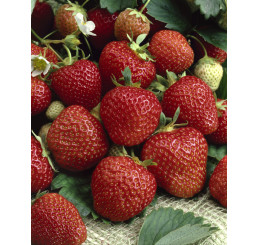 Fragaria ananassa ´Elsanta´ / Středně raný jahodník, bal. 6 ks, 6xK7
