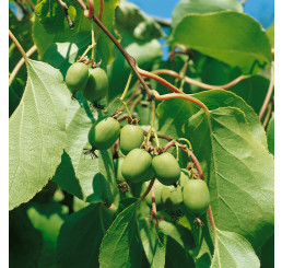 Actinidia arguta ´Issai´ BIO / Drobnoplodé kiwi BIO, K12