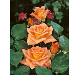 Rosa ´Ambassador´ / Růže čajohybrid oranžová, keř, BK