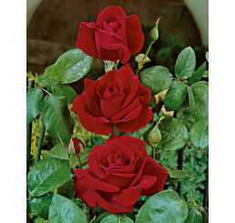 Rosa ´Chrysler Imperial´ / Růže čajohybrid tmavě červená, keř, BK