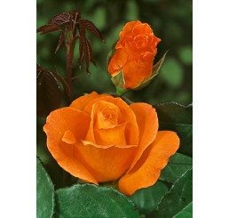 Rosa ´Doris Tystermann´ / Růže čajohybrid, STROMEK, BK