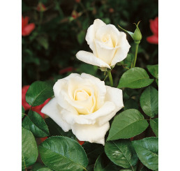 Rosa ´Mount Shasta´ / Růže čajohybrid, keř, BK