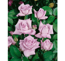 Rosa ´Sissi´ / Růže čajohybrid, keř, BK