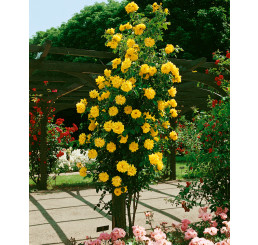 Rosa ´Goldenfinger´ / Růže popínavá žlutá, keř, BK