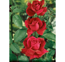 Rosa ´Clg. Crimson Glory´ / Růže popínavá červená, keř, BK