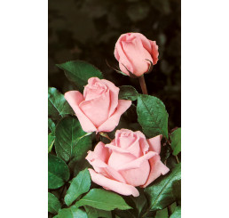 Rosa ´Carla´ / Růže čajohybrid růžová, keř, BK