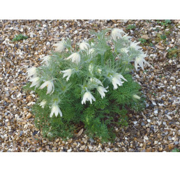 Pulsatilla vulgaris ´Alba´/ Koniklec obecný , K9