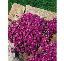 Aubrieta cultorum 'Vesuv' / Tařička, C1,5