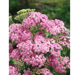 Achillea millefolium 'Lilac Beauty' / Řebříček obyčejný, K9