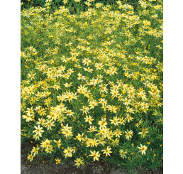 Coreopsis verticillata ´Moonbean´ / Krásnoočko přeslenité, K9