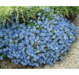 Campanula portenschlagiana / Zvonek dalmatský, K9