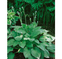 Hosta ´Big Daddy´ / Funkie / Bohyška, C1