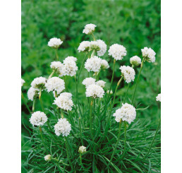 Armeria maritima ´Alba´/ Trávnička přímořská, K9