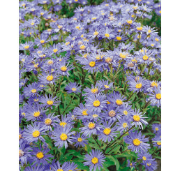 Aster amellus ´Rudolf Goethe´ / Hvězdnice chlumní modrá / Astra, K9