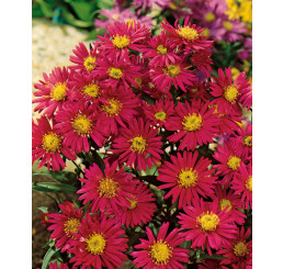 Aster novi belgii ´Jenny´ / Hvězdnice novobelgická , K9
