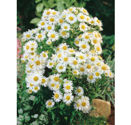 Aster novi-belgii ´White Ladies´ / Hvězdnice novobelgická, C1,5