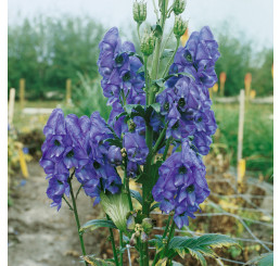 Aconitum carmichaeli ´Arendsiiˇ / Oměj, K9